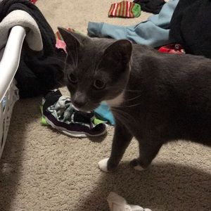Laundry. Lehua the cat not included.